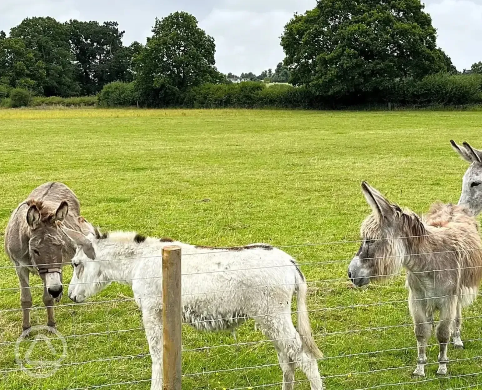 Resident rescued donkeys