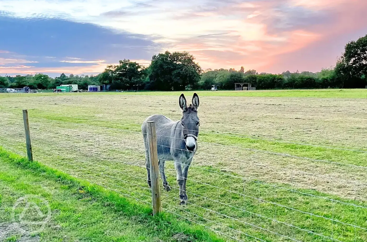 Neighbouring fields with resident rescued donkeys
