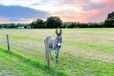 Neighbouring fields with resident rescued donkeys