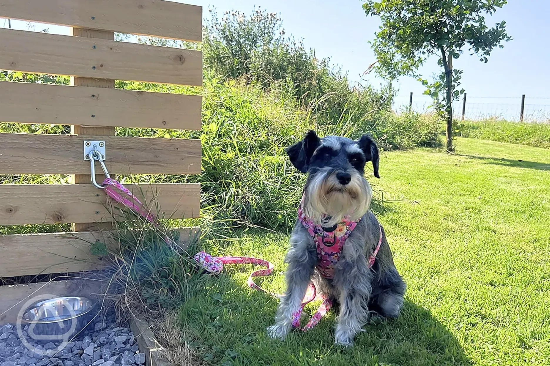 Dog friendly (up to two dogs allowed per pod)