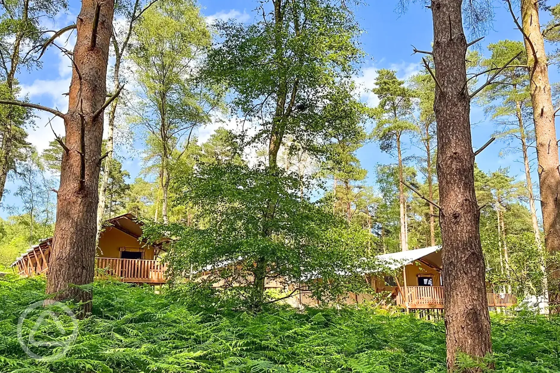 Woodland safari tents at The Sandringham Estate Experience Freedom Glamping
