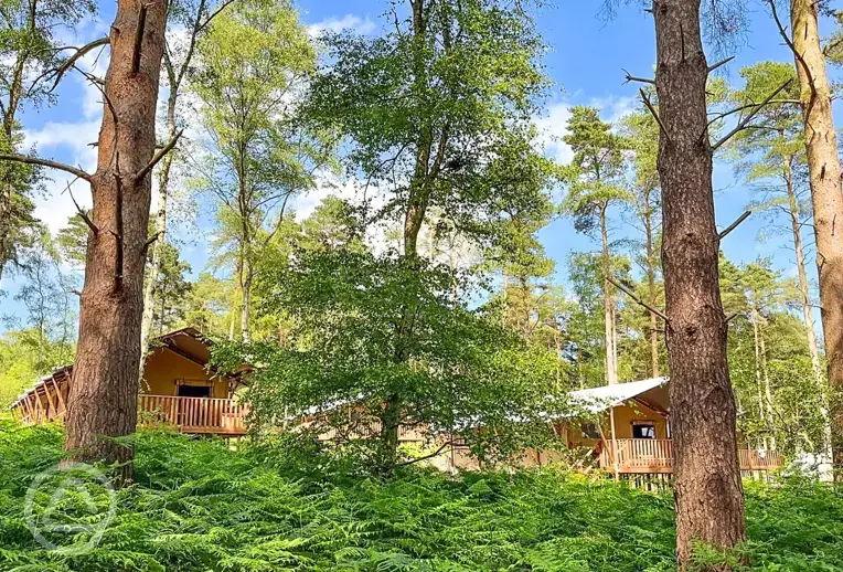 Woodland safari tents at The Sandringham Estate Experience Freedom Glamping