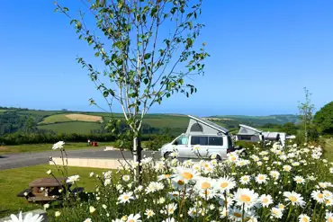 Hardstanding and grass pitches at Dartmouth Caravan Park with daises between