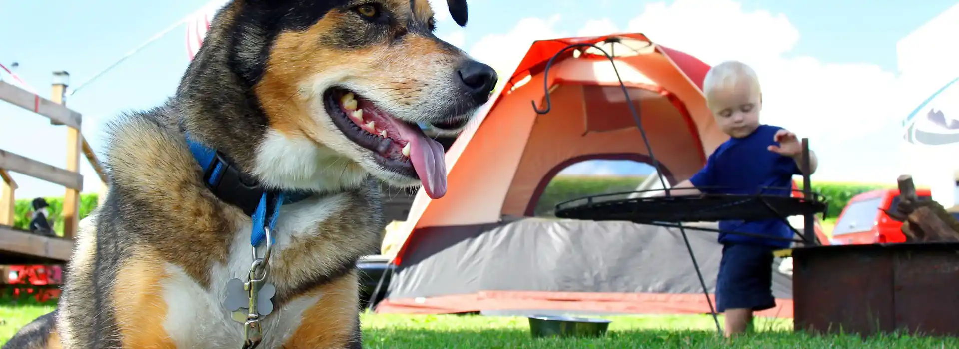 Dog friendly campsites