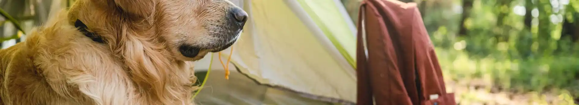 Dog friendly campsites