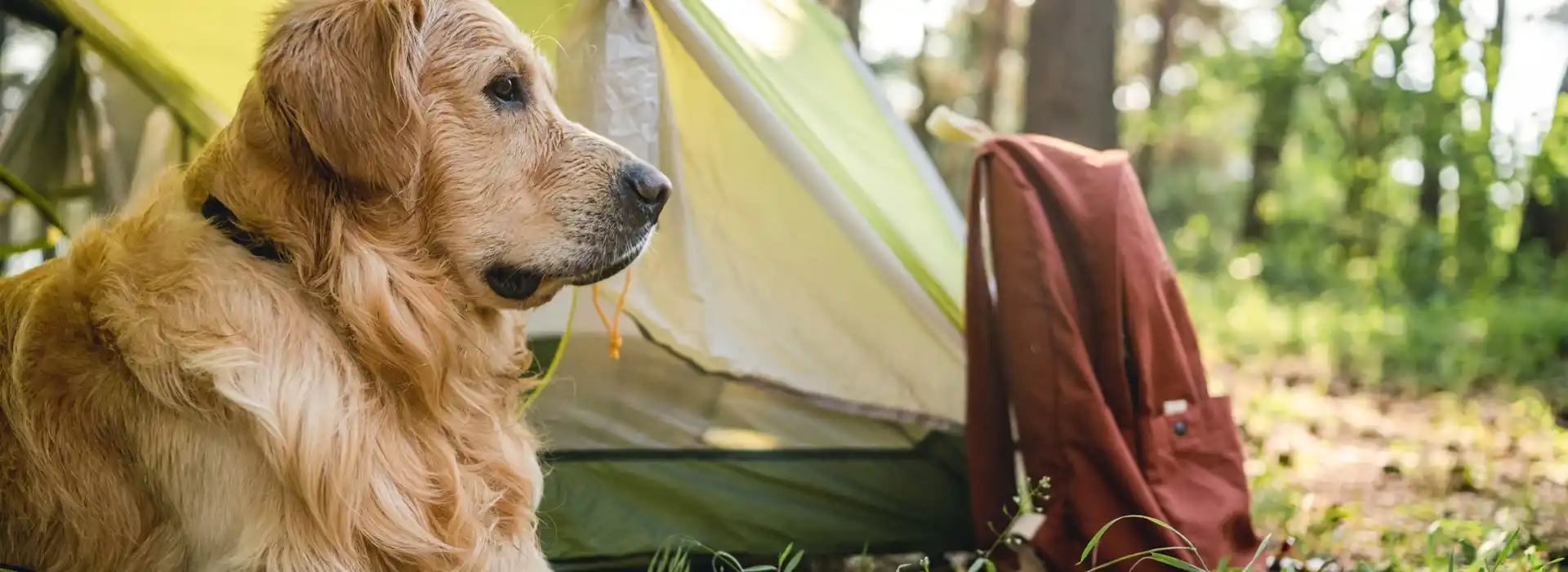 Dog friendly campsites