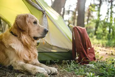 Dog friendly campsites