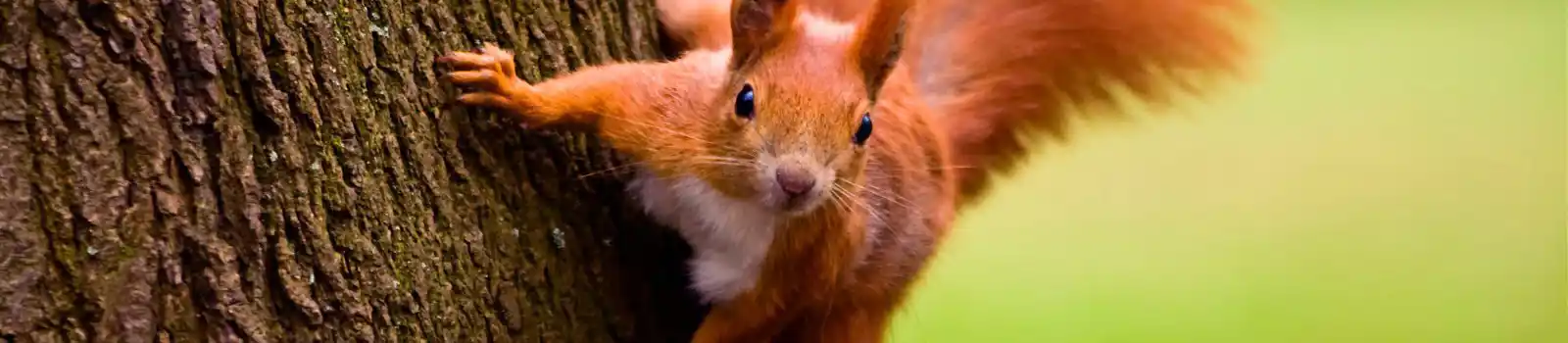 Red squirrel