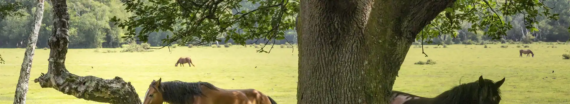 Campsites in the New Forest