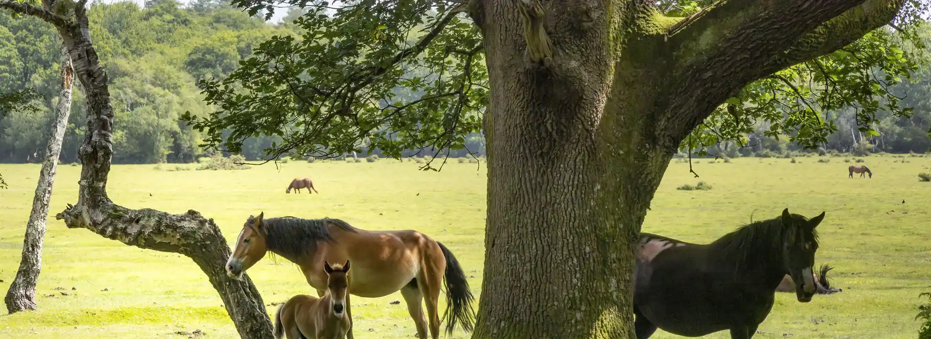 Campsites in the New Forest