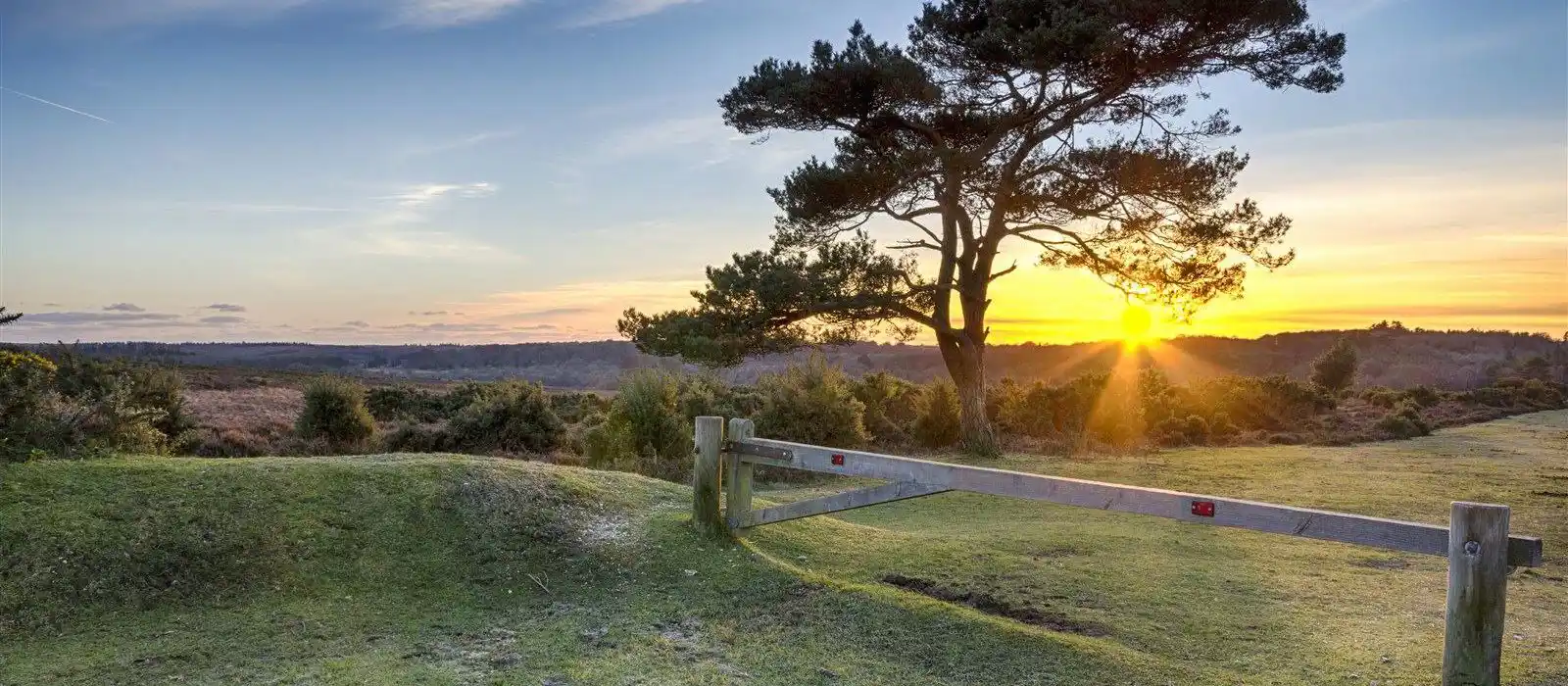 Glamping in the New Forest