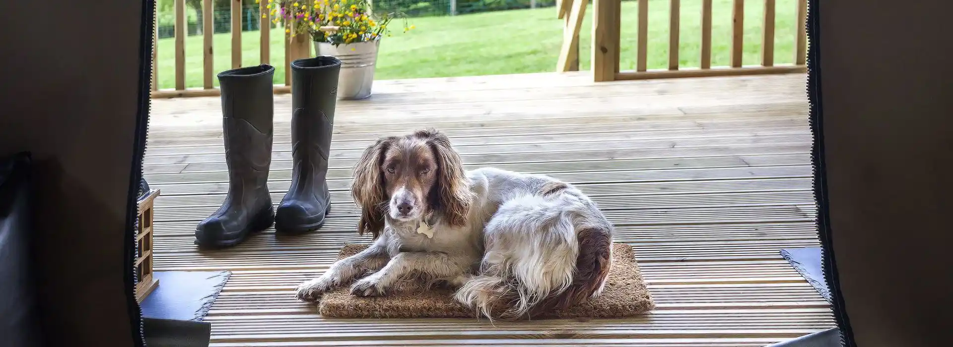 Dog friendly glamping