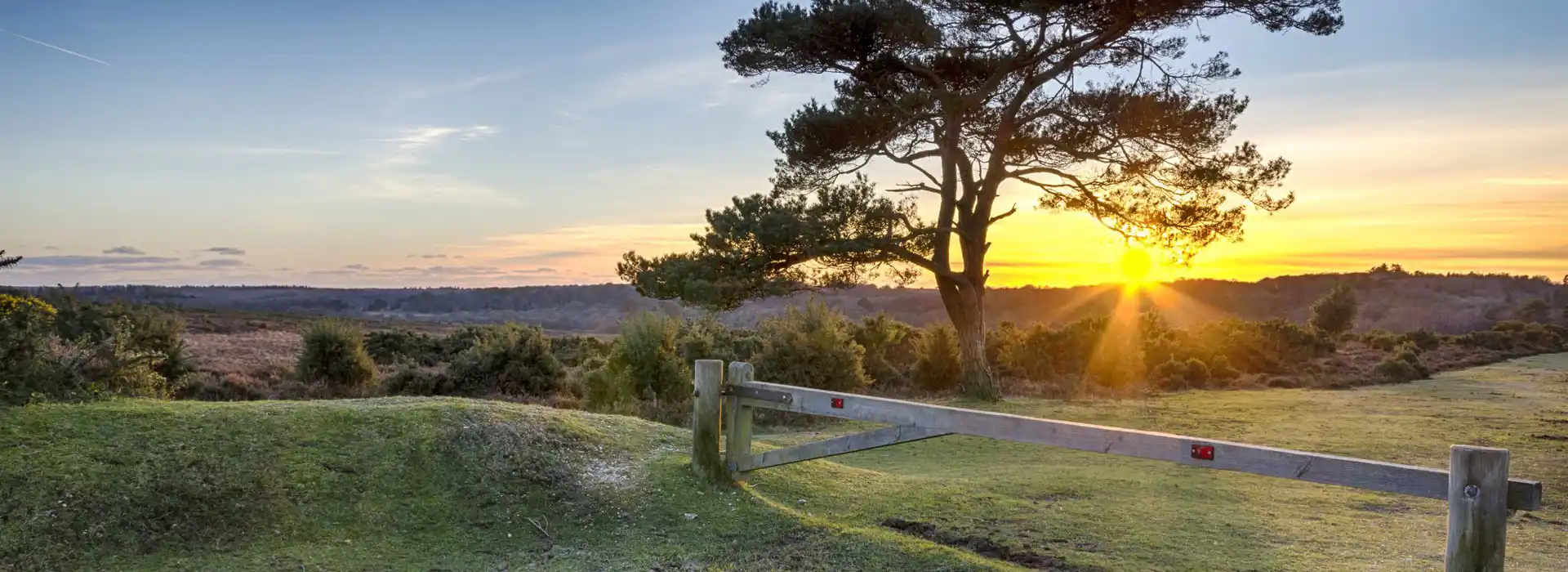 New Forest camping pods