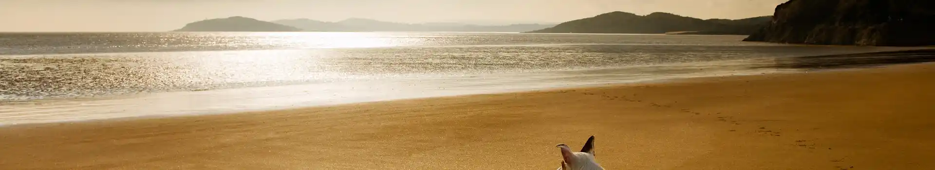 Dog friendly campsites near the beach
