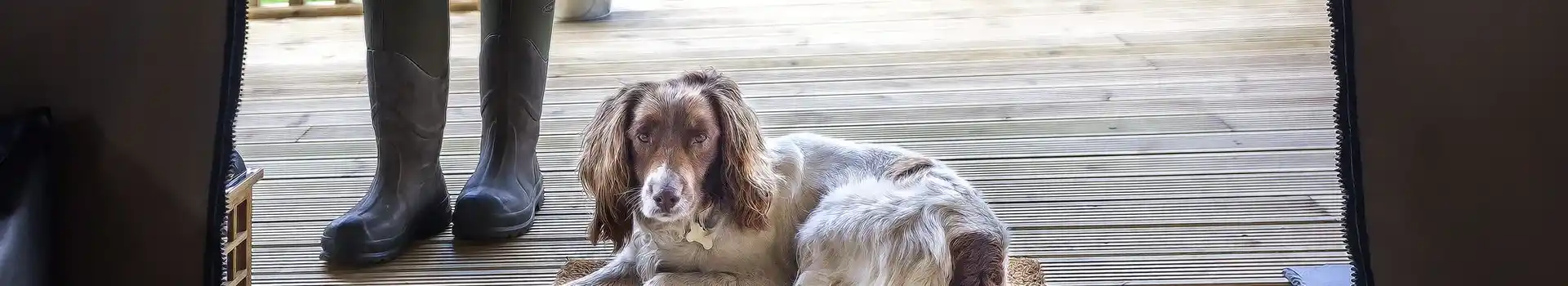 Dog friendly glamping in Wales