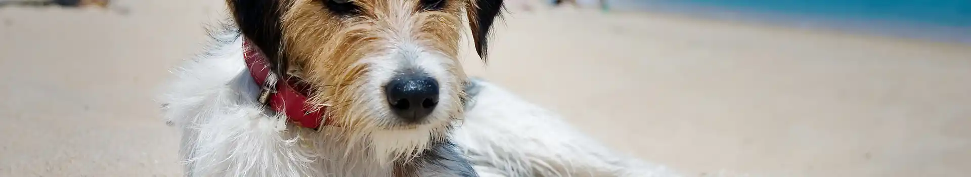 Dog friendly caravan parks in Dorset