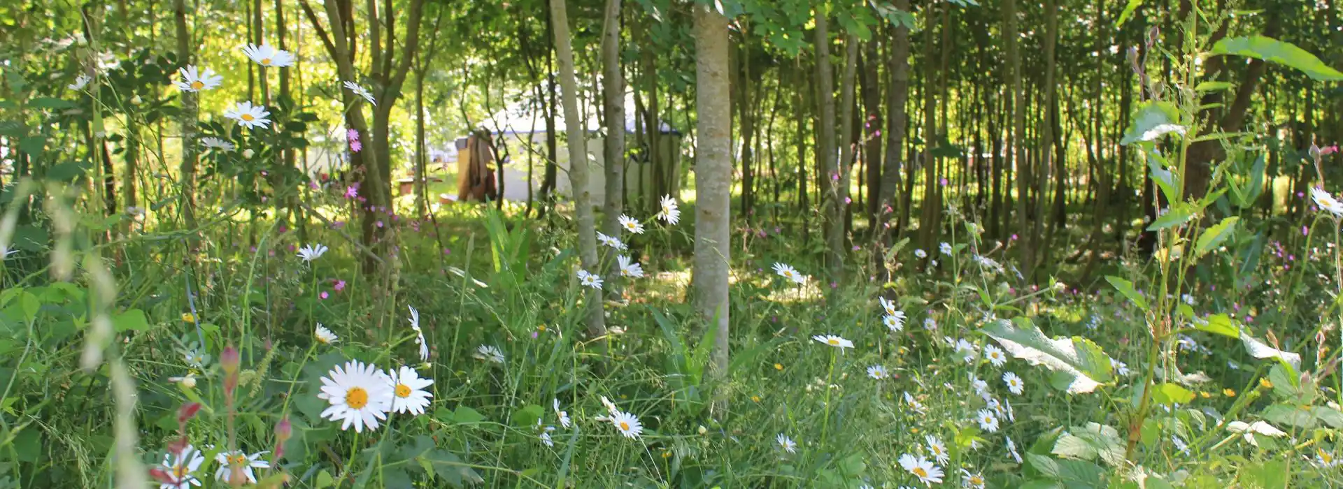 Glamping in Chichester