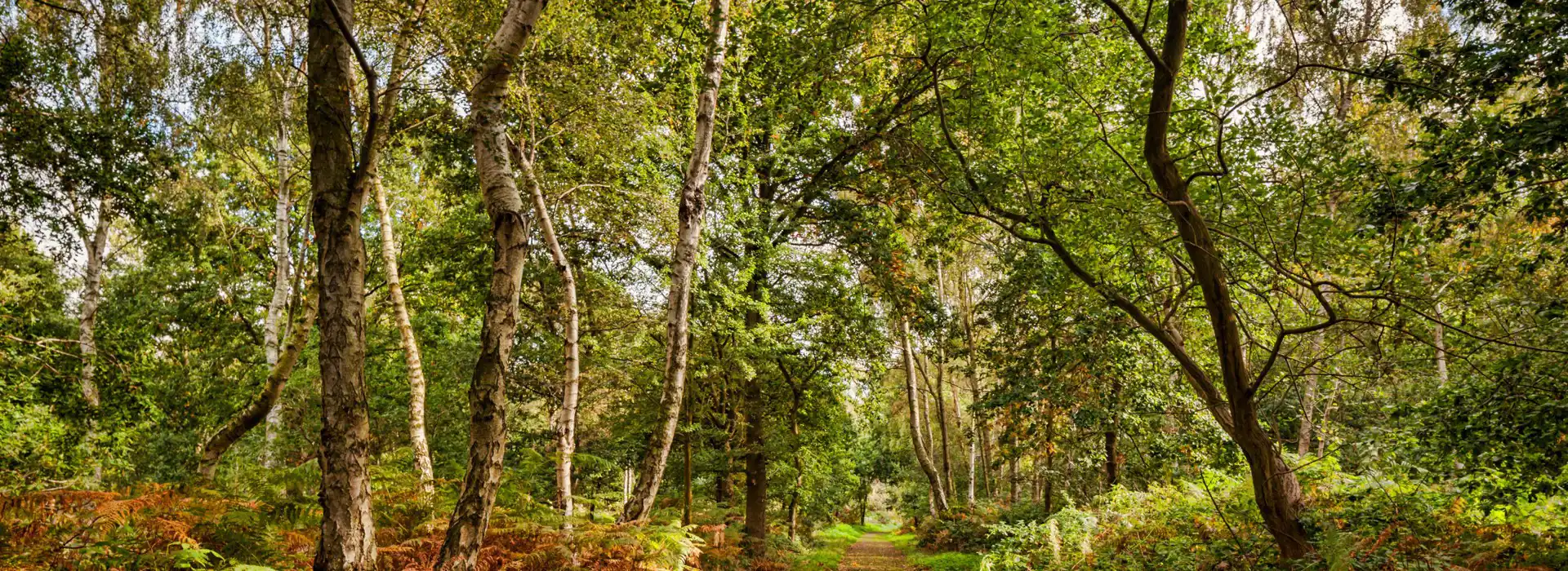 Campsites near Sherwood Forest