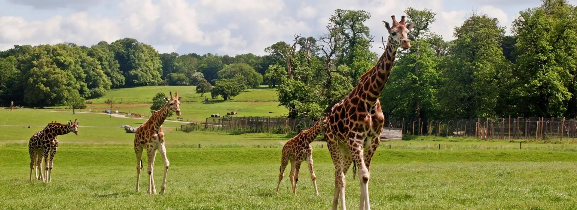 Zoo and safari park glamping