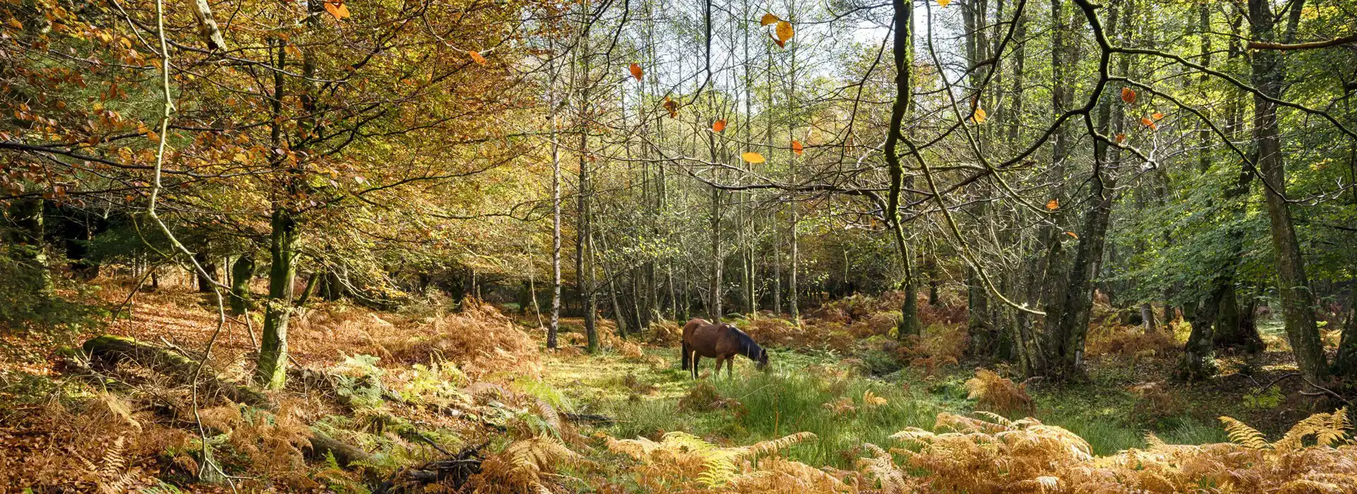 Yurt holidays in the New Forest