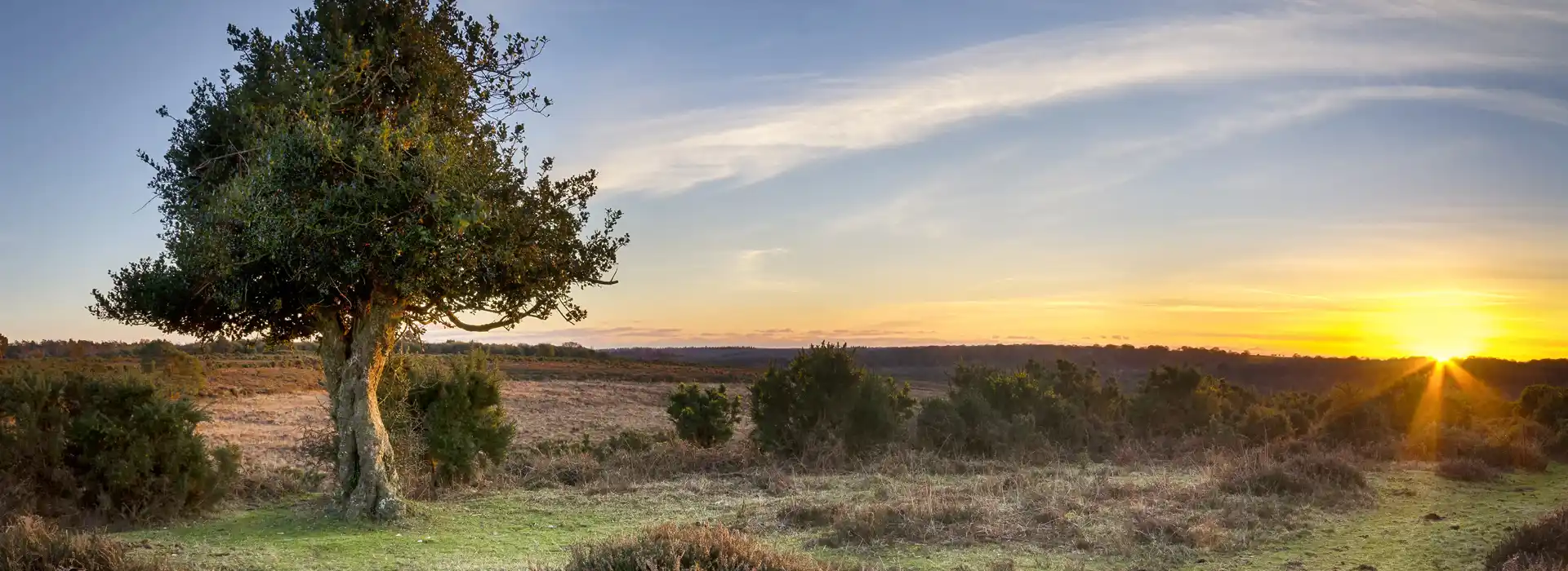campsites open all year in the New Forest