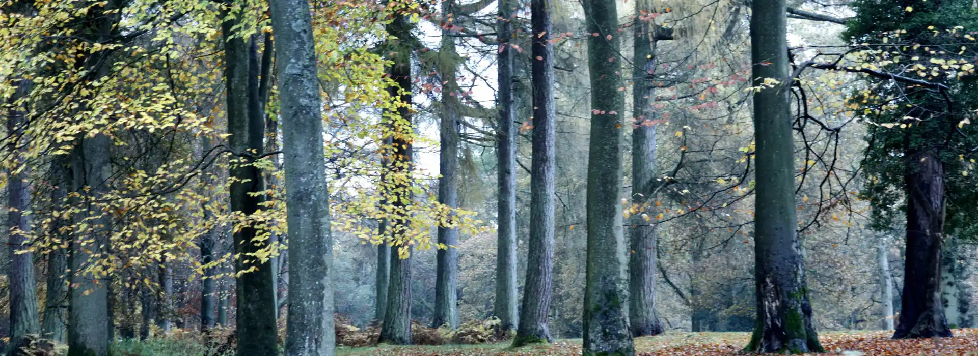 Camping pods in the Forest of Dean