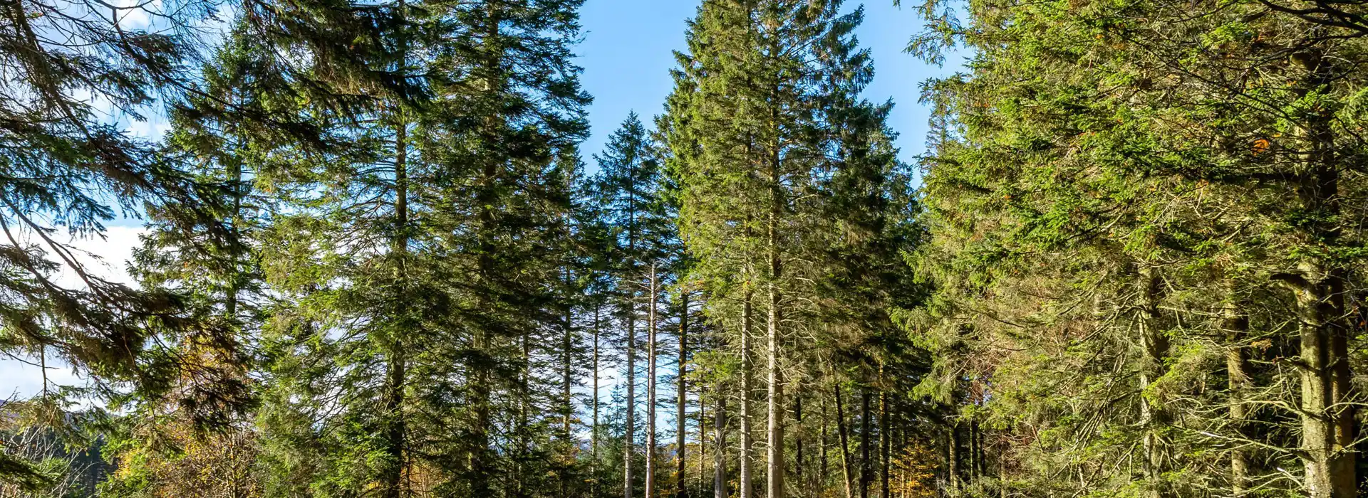 Galloway Forest Park camping