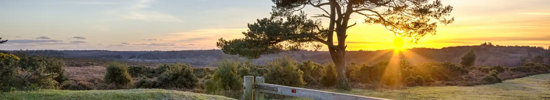 New Forest caravan parks