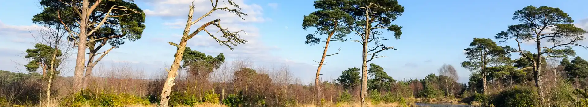 Ringwood caravan parks