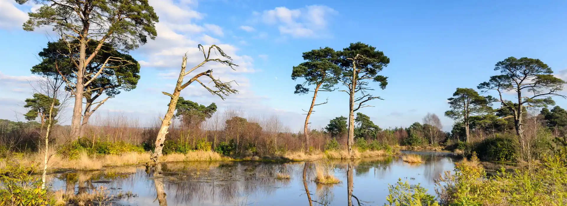 Ringwood caravan parks