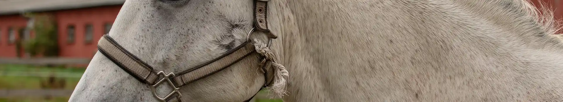 Camping with horses