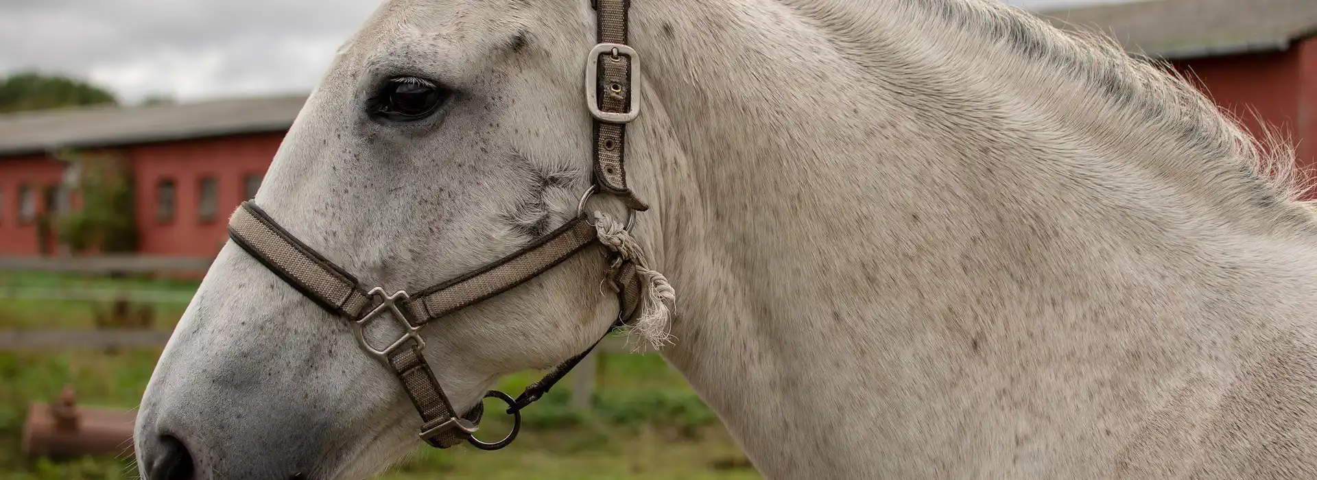 Camping with horses