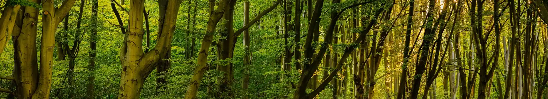 Charwood Forest