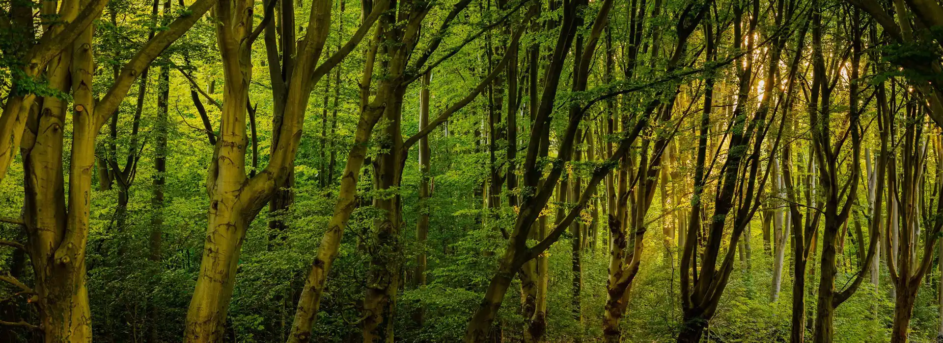 Charwood Forest