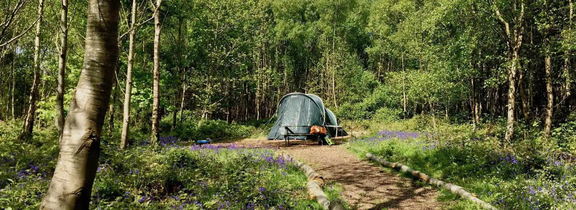 Woodland camping in Sussex