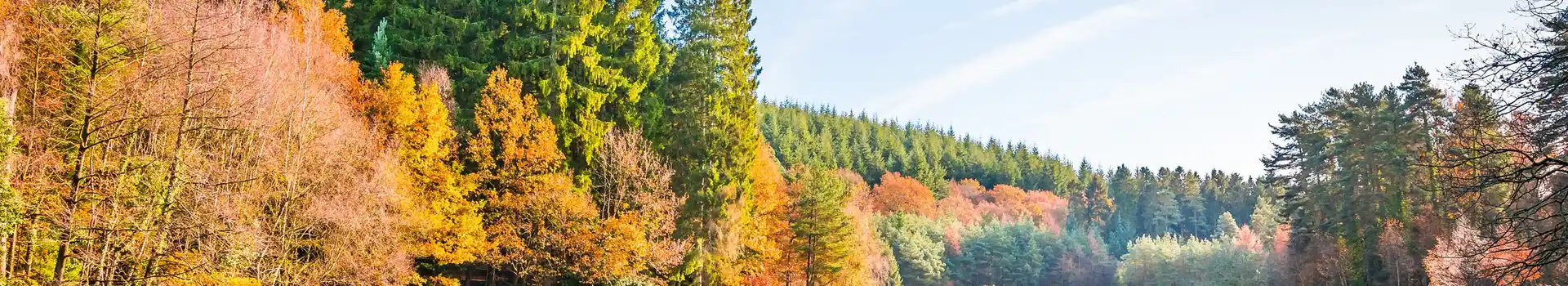Glamping in the Forest of Dean and Wye Valley