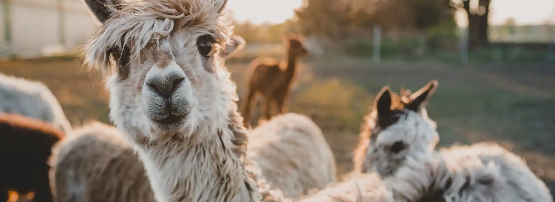 Alpaca camping