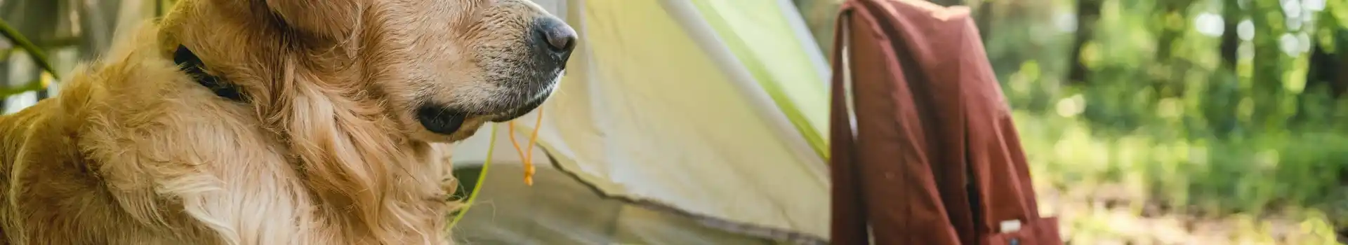 Adult only campsites that allow pets