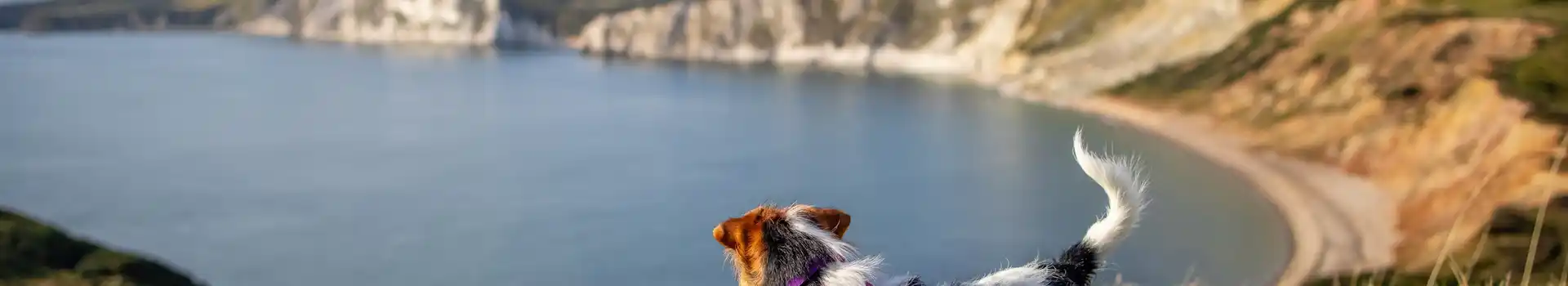 Dog friendly glamping in Dorset