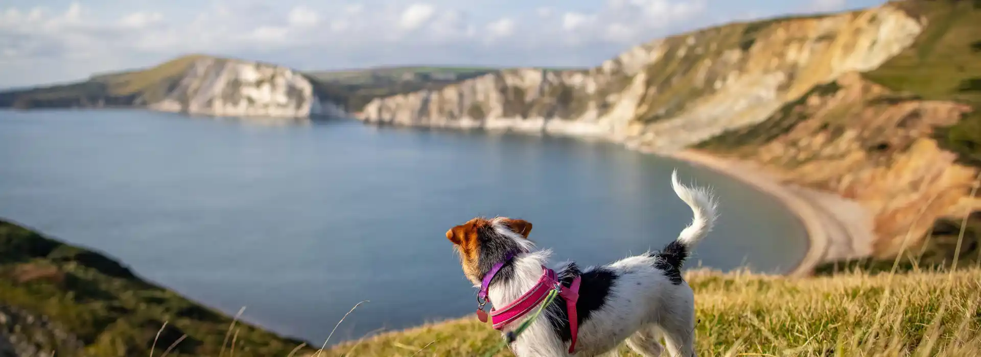 Dog friendly glamping in Dorset