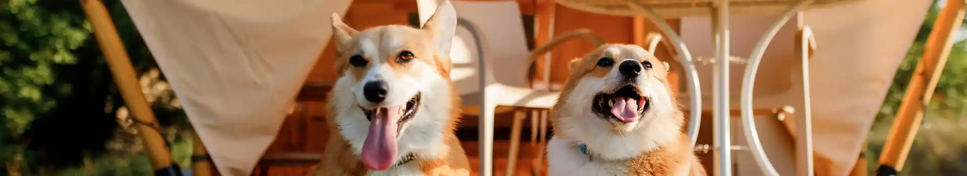 Dog friendly glamping in Norfolk
