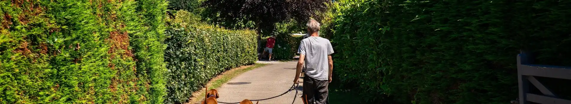 Dog friendly campsites near the beach in Cornwall