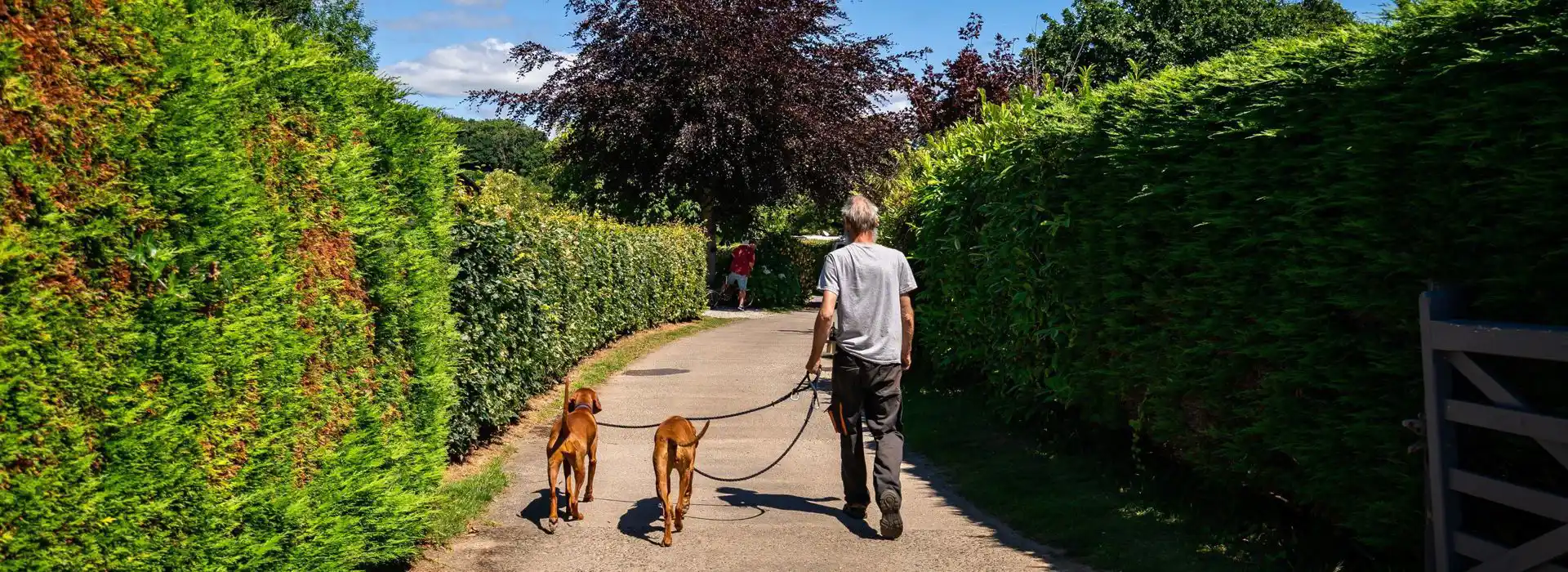 Dog friendly campsites near the beach in Cornwall