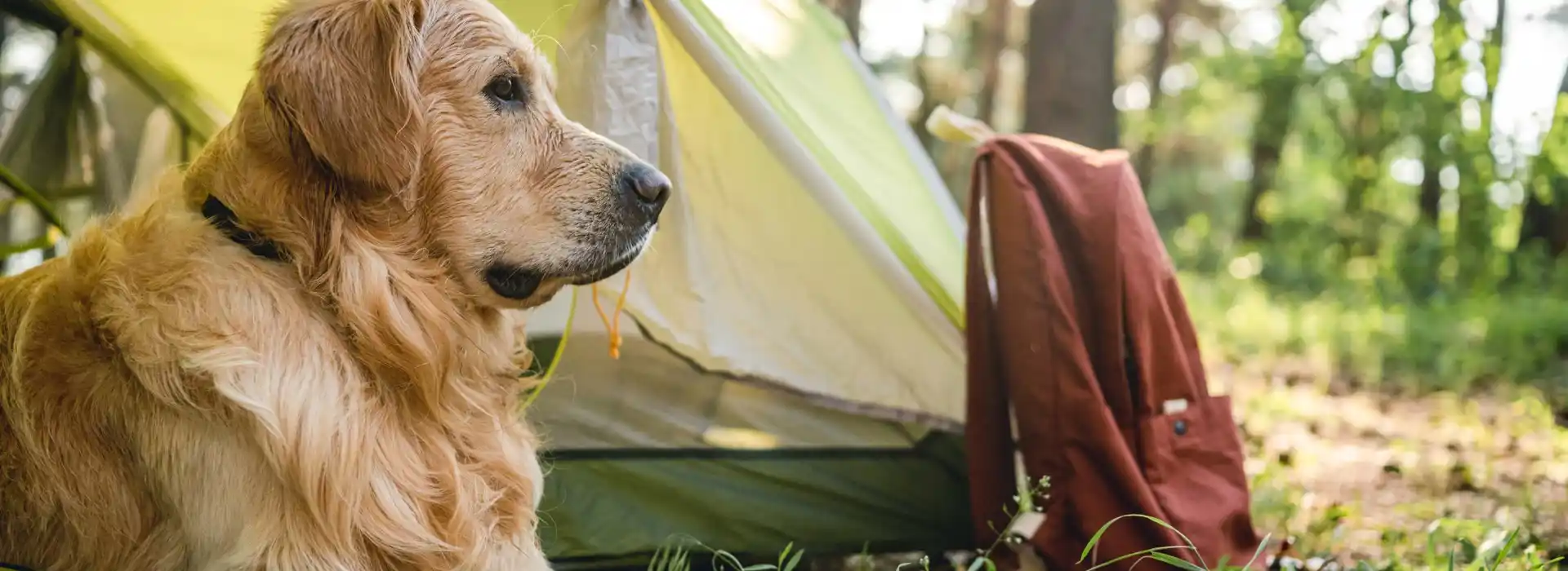 Dog friendly campsites in Snowdonia