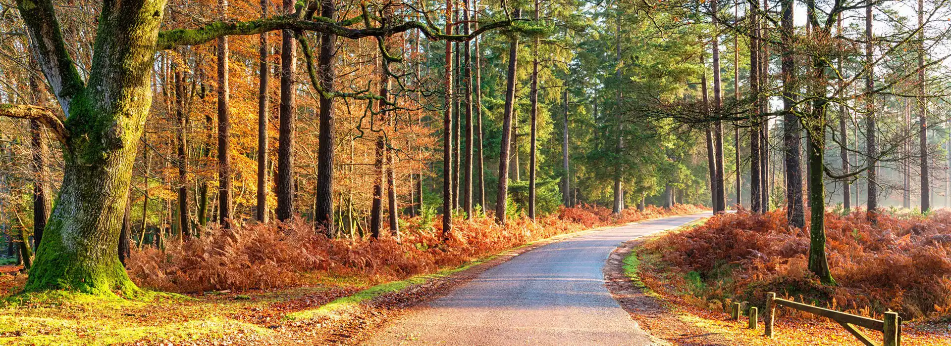 Seasonal pitches in the New Forest