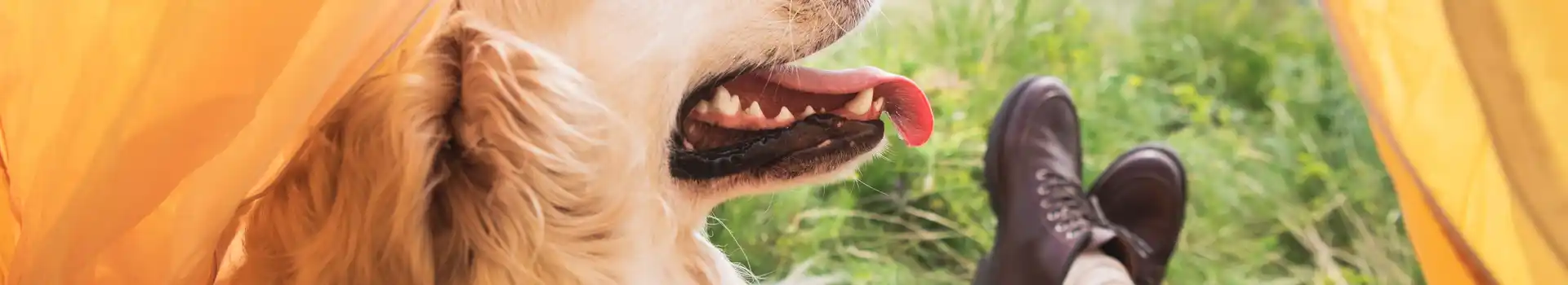 Dog friendly campsites in Pembrokeshire
