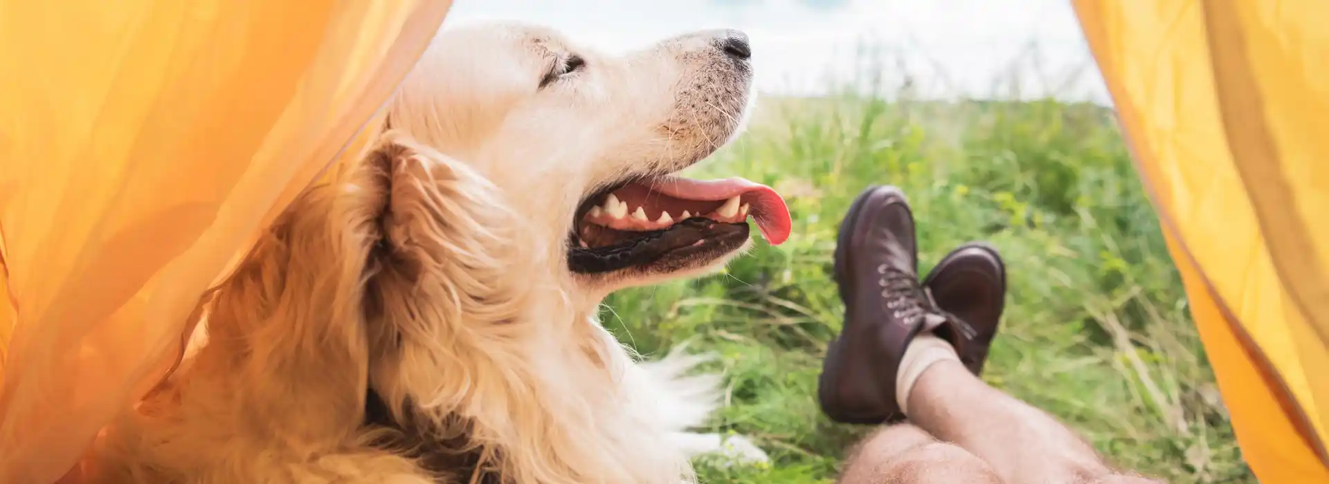 Dog friendly campsites in Pembrokeshire