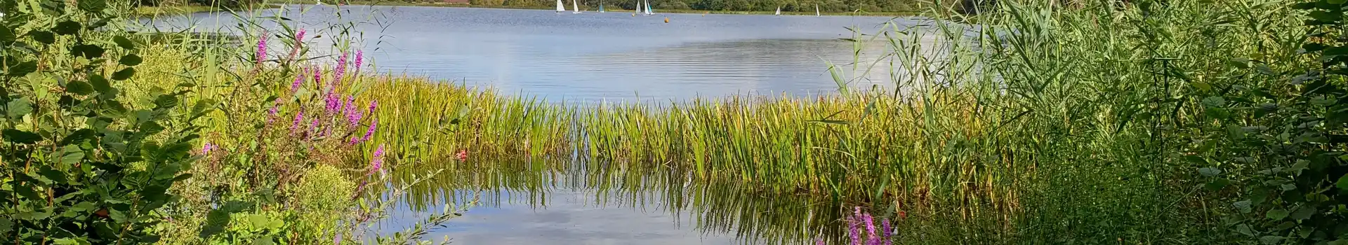 Campsites near Frensham Great Pond and Common