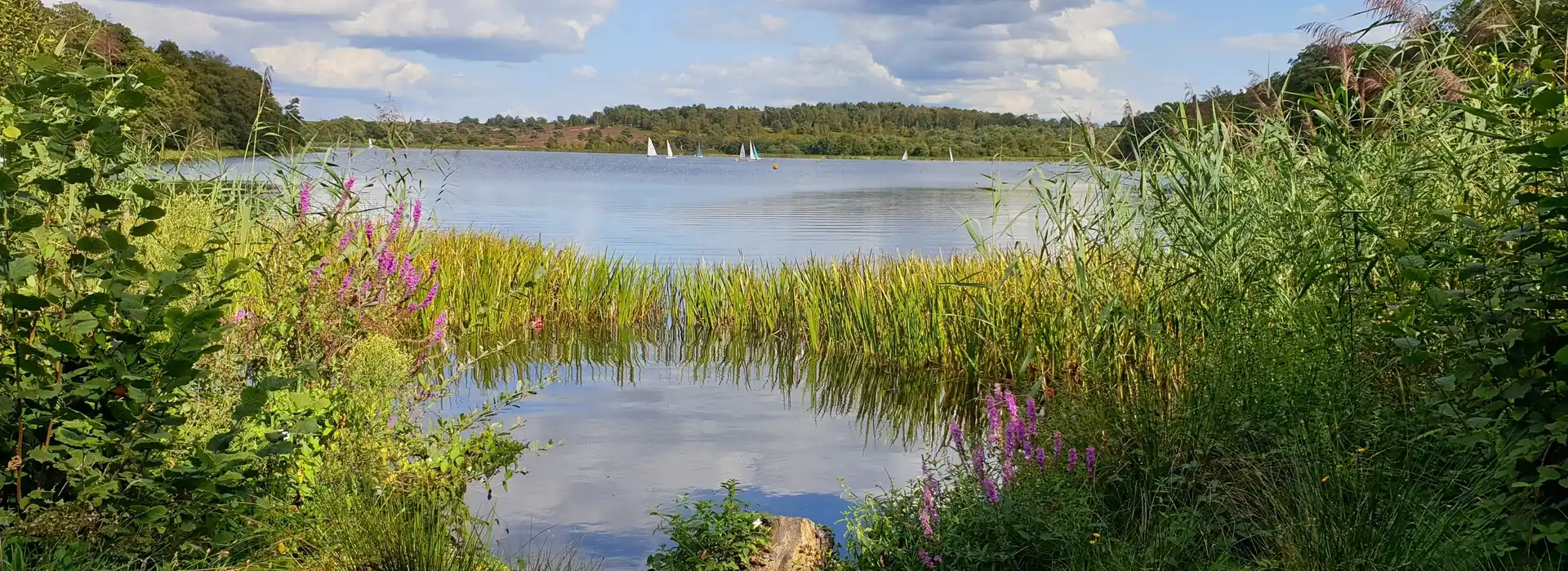 Campsites near Frensham Great Pond and Common