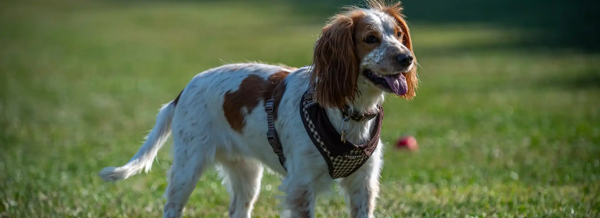 Campsites with enclosed dog areas